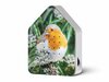 Zwitscherbox Limited Edition Fall 25 Robin Redbreast
