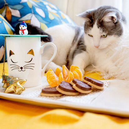 Mok Schluck Cat White witte kat
