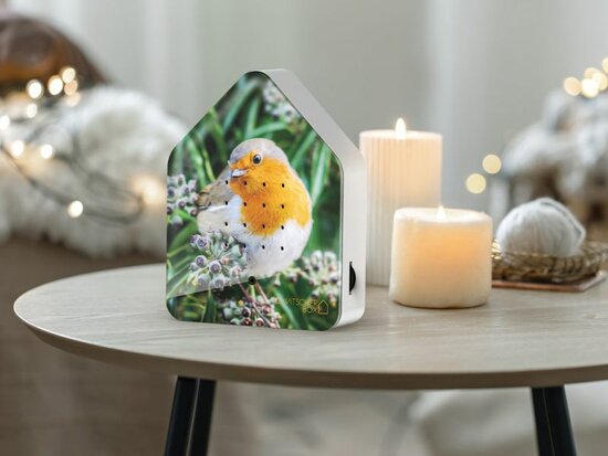 Zwitscherbox Limited Edition Fall 25 Robin Redbreast
