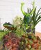 Glass Figure Frog Kikker