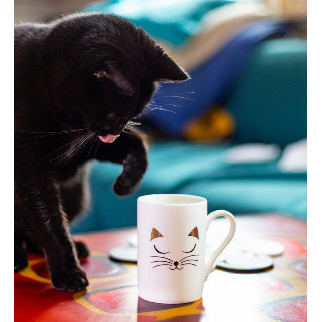 Mok Schluck Cat White witte kat